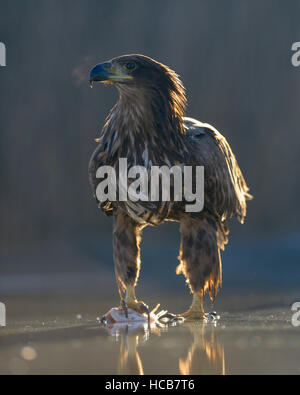 Seeadler (Haliaeetus Horste), Erwachsene stehen im flachen Wasser des Teiches, mit Beute, kondensierenden Atem Stockfoto