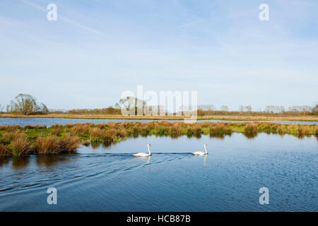 Höckerschwäne (Cygnus Olor) Schwimmen im Wasser, Naturschutzgebiet Drömling, Niedersachsen, Deutschland Stockfoto