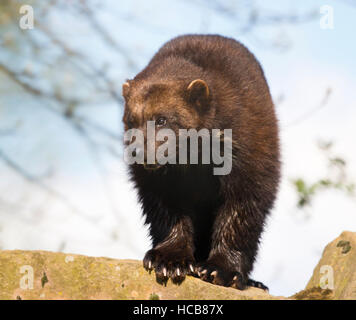 Vielfraß (Gulo Gulo) stehen auf Felsen, Gefangenschaft, Deutschland Stockfoto