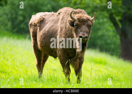 Wisente, Holz Wisente oder Wisent (Bison Bonasus) stehend auf Wiese, capive, Deutschland Stockfoto