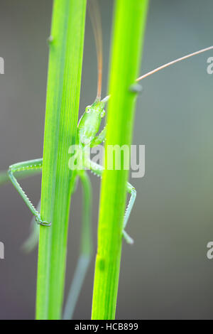 Saga Pedo Bush Cricket (Sago Pedo), weibliche Blick durch Grashalme, Provinz Pleven, Bulgarien Stockfoto