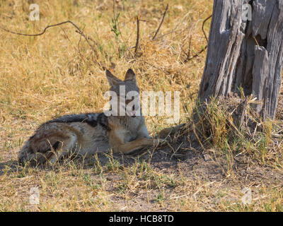 Black-backed Jackal (Canis Mesomelas) liegen im Schatten des Baumes, Okavango Delta, Botswana Stockfoto