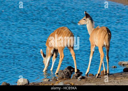 Greater Kudus (Tragelaphus Strepsiceros), zwei junge Trinken an einer Wasserstelle, Etosha Nationalpark, Namibia Stockfoto