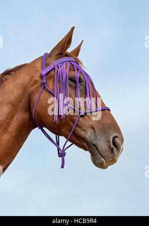 Porträt, Hybrid-Pferd, Kreuzung von Vollblut Pferd und Tschechische Warmblut mit fliegen Fransen Stockfoto
