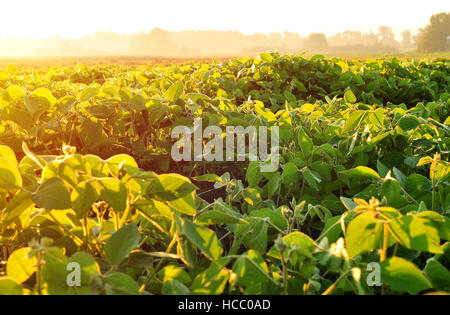 Soja-Feld, von warmen morgendlichen Sonnenlicht beleuchtet Stockfoto