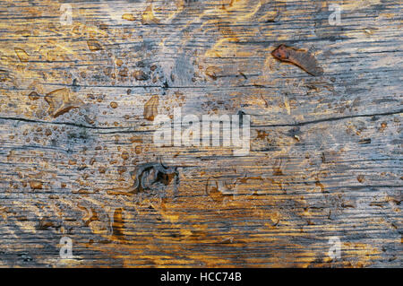 Herbst Regen tropft auf die lackierte Eiche Holzfläche einer Tabelle. Outdoor-Hintergrund Stockfoto