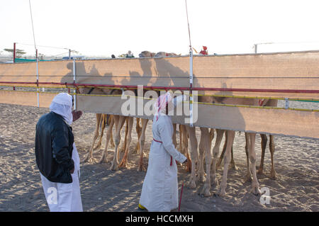 Kamel Beinen hinter der Leinwand Tor ab. Zwei Männer darauf vorbereiten, das Rennen in der omanischen Wüste Sharqiya zu starten. Stockfoto