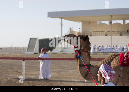 Kamel mit einem Roboter Jockey im Sattel überquert die Ziellinie in einem Kamelrennen in Oman, wie ein Junge in weißes Gewand ausführt Stockfoto