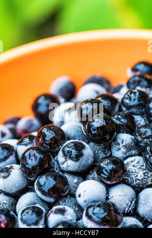 Aronia Aronia Beeren in eine Schüssel geben, starkes Antioxidans Obst gefroren Stockfoto