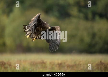 White tailed Eagle / Seeadler (Haliaeetus Horste), jung, ausziehen, in mächtigen Flug vor dem Waldrand. Stockfoto