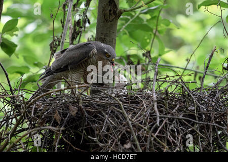 Sperber / Sperber (Accipiter Nisus), Weiblich, seine Nachkommen mit kleinen Stücken von Beute, junge Küken bettelten um Futter zu füttern. Stockfoto