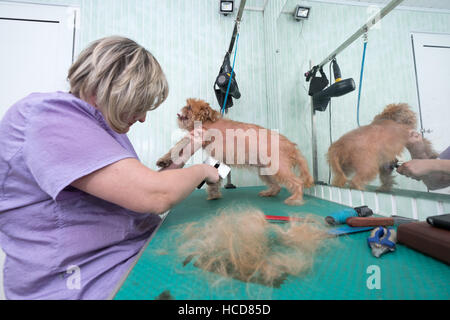 Frau Groomer macht trimmen Brüsseler Griffon Stockfoto