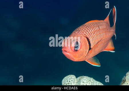 Blotcheye Soldatenfische (Myripristis Murdjan) Gesicht, Schwimmen über Waben Schwamm. Kahn, Wrack, Rotes Meer, Ägypten, November. Stockfoto