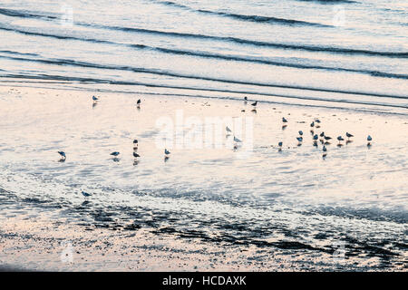 Seashore, fernen Schuss von Möwen im Meer Wasser stehend mit kleinen Wellen ins Land kommen. Hintergrundbeleuchtung, während der Dämmerung. Stockfoto