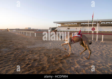 Kamel mit einem Roboter Jockey im Sattel nähert sich die Ziellinie in einem Kamelrennen auf einer Rennstrecke in Oman. Stockfoto