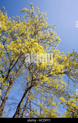 Acer Platanoides, Spitzahorn blühen, Finnland Europa Stockfoto