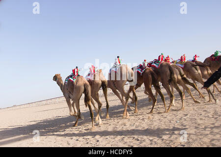 Kamele mit Roboter-Jockeys donnern auf der Rennstrecke. Eine typische Kamelrennen in das Sultanat Oman Stockfoto