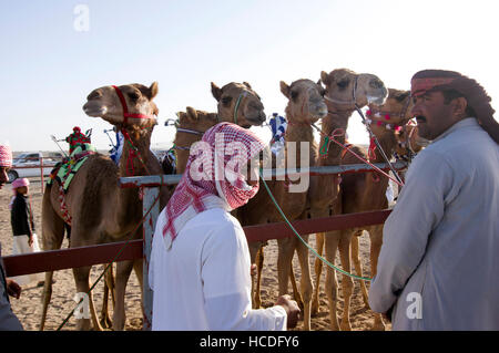 Trainer inspizieren ihre Kamele an den Start Tor vor dem Kamel Rennen in Sinaw, Oman. Roboter-Jockeys sitzen auf den Kamelen Stockfoto