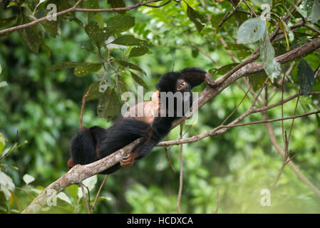 Ein verletzlicher Rothänder Howler Monkey (Alouatta belzebul) aus dem Amazonas-Regenwald Stockfoto