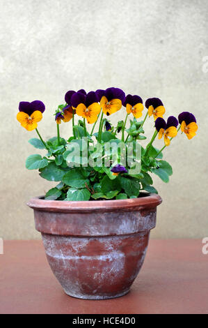 Viola Tricolor auf Topf Stockfoto