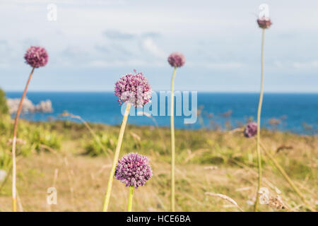 Wild Lauch Allium ampeloprasum, mehrere Pflanzen in Blüte in die Küstengebiete der St. Mary's, Isles of Scilly, Großbritannien, Juli Stockfoto