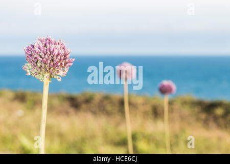 Wild Lauch Allium ampeloprasum, mehrere Pflanzen in Blüte in die Küstengebiete der St. Mary's, Isles of Scilly, Großbritannien, Juli Stockfoto