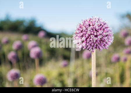 Wild Lauch Allium ampeloprasum, mehrere Pflanzen in Blüte in die Küstengebiete der St. Mary's, Isles of Scilly, Großbritannien, Juli Stockfoto