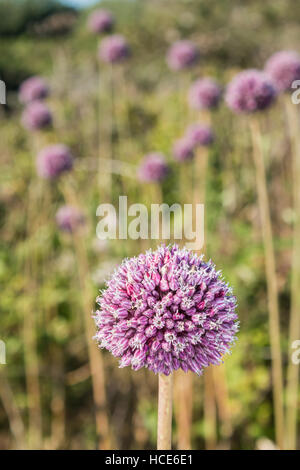 Wild Lauch Allium ampeloprasum, mehrere Pflanzen in Blüte in die Küstengebiete der St. Mary's, Isles of Scilly, Großbritannien, Juli Stockfoto