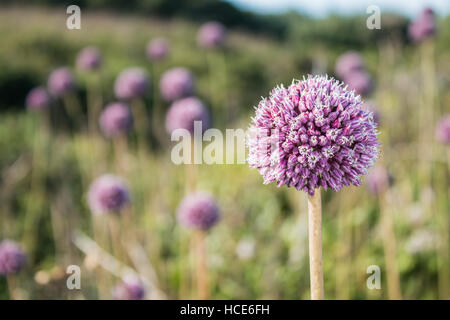 Wild Lauch Allium ampeloprasum, mehrere Pflanzen in Blüte in die Küstengebiete der St. Mary's, Isles of Scilly, Großbritannien, Juli Stockfoto