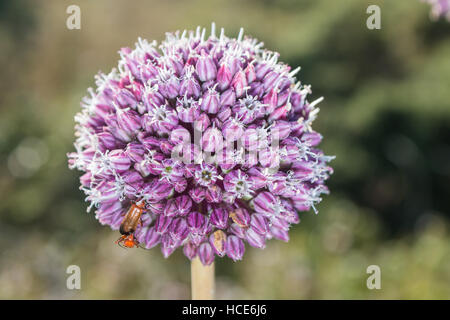 Wild Lauch Allium ampeloprasum, mehrere Pflanzen in Blüte in die Küstengebiete der St. Mary's, Isles of Scilly, Großbritannien, Juli Stockfoto