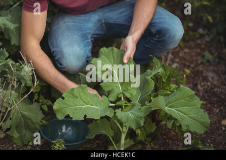 Mann schneiden Blätter von Roter Beete Pflanze Stockfoto