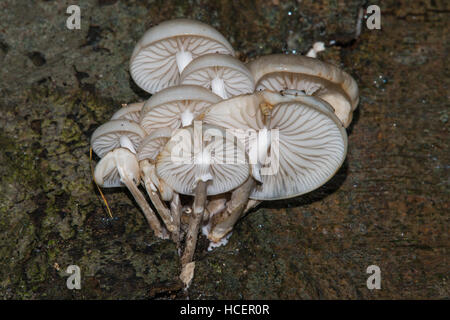 Porzellan-Pilz; Oudemansiella mucida Stockfoto