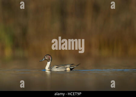 Eine männliche nördlichen Pintail schwimmt entlang an einem hellen sonnigen Morgen gegen einen glatten braunen Hintergrund. Stockfoto