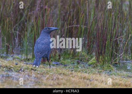 Schwarzes Currawong (auch genannt Black Jay) in ihrer natürlichen Umgebung am Cradle Mountain Nationalpark, Tasmanien, Australien. Stockfoto