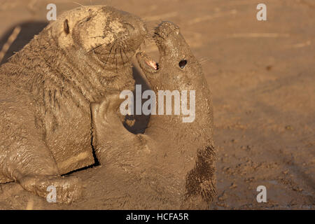 Zwei Erwachsene männliche und weibliche graue Dichtungen bei Donna Nook, Lincolnshire UK Stockfoto