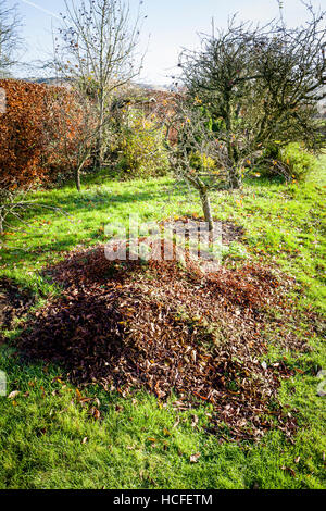 Herbstlaub bereit, als eine Laubdecke um Apfelbäume in einen kleinen Obstgarten verwendet werden gesammelt Stockfoto