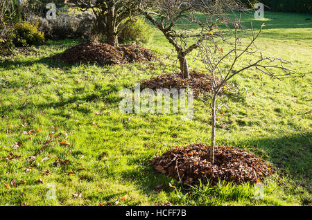 Gesammelte Herbstblätter als eine Laubdecke um Apfelbäume in einen kleinen Obstgarten Stockfoto