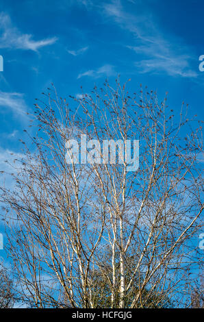 Markante silberne weiße Zweige der Birke erreichen nach oben in einen blauen Himmel Stockfoto
