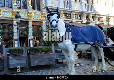 Weißes Pferd mit einem Umhang ziehen einen Wagen am Brüsseler Platz Stockfoto