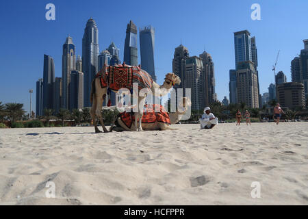 Vereinigte Arabische Emirate-Mann mit zwei Kamele auf Jumeirah Beach Dubai Stockfoto