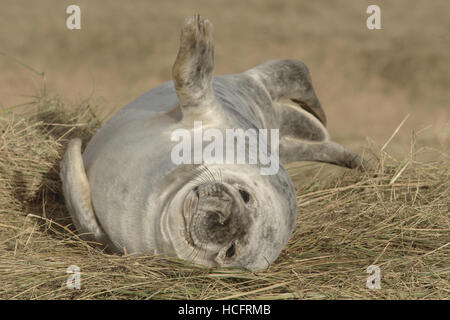 Grey Seal Pup bei Donna Nook, Lincolnshire, UK Stockfoto