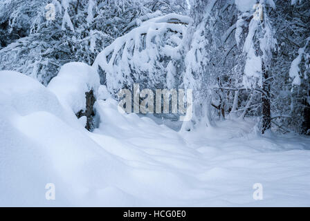 Ein Landschaftsbild von Tiefschnee in einem Wald in der Nähe von Nethybridge, Badenoch und Strathspey, Schottland Stockfoto