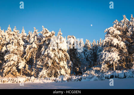 Ein Landschaftsbild von Schnee bedeckt Tannen mit dem Mond in den fernen Himmel. Stockfoto