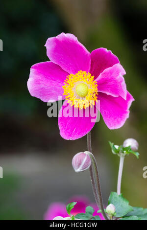 Tief rosa Blume des japanischen Anemone, Anemone Hupehensis "Hadspen Fülle" Stockfoto