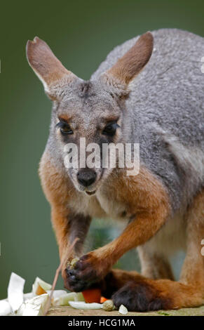 Gelb-Footed Rock-Wallaby (Petrogale Xanthopus) Stockfoto