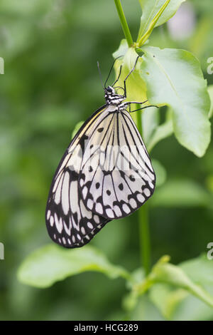 Reispapier, oder große Baumnymphe oder Papier Drachen Schmetterling, Idee Leuconoe aus Süd-Ost-Asien. Stockfoto