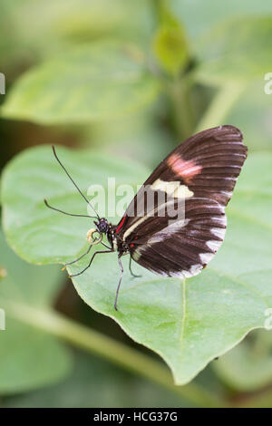 Postman (Heliconius Melpomene) Schmetterling. Aus Mittel- und Südamerika. Stockfoto