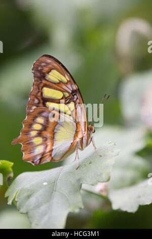 Malachit Siproeta Stelenes, Schmetterling. Aus Süd- und Mittelamerika. Stockfoto