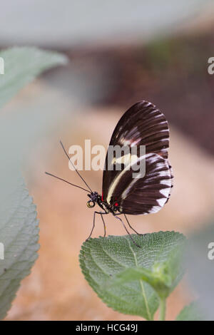 Postman (Heliconius Melpomene) Schmetterling. Aus Mittel- und Südamerika. Stockfoto