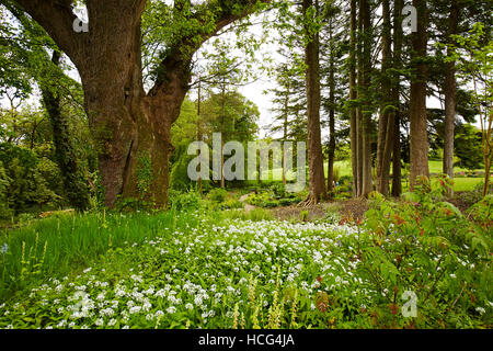 Bärlauch-Blumen in Aberglasney Gärten, Wales, UK Stockfoto